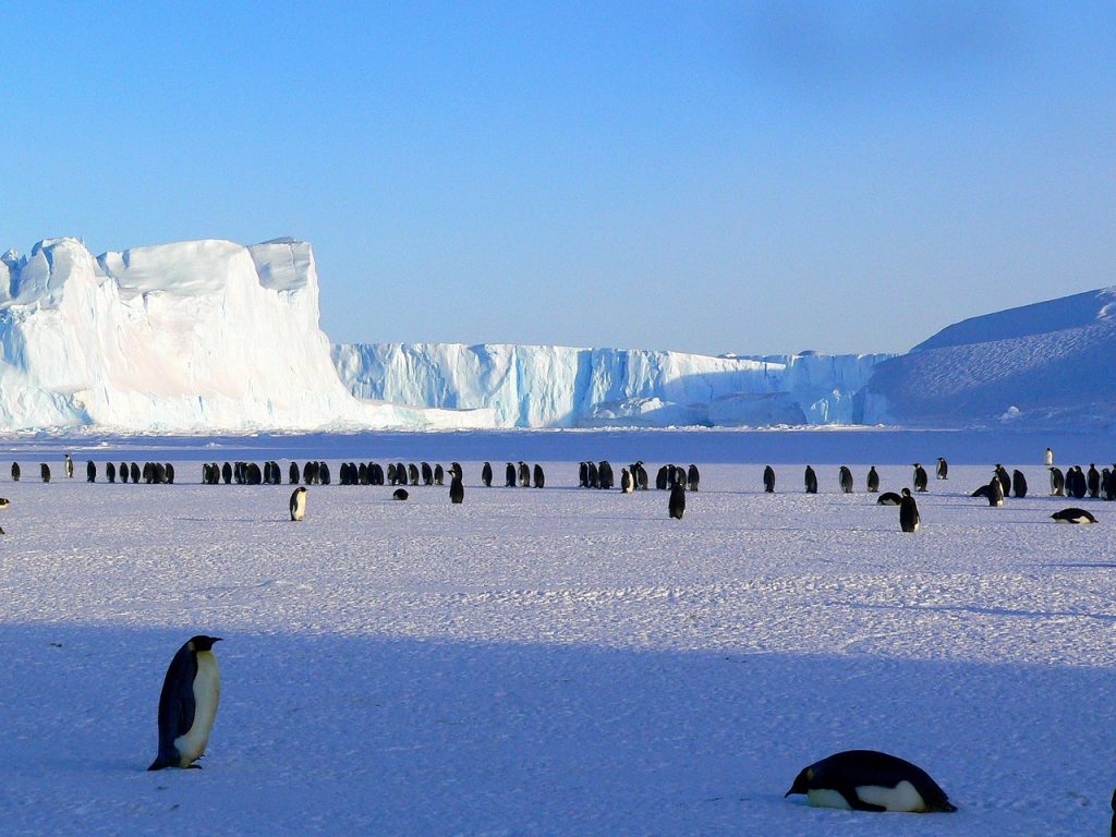 penguins, emperor, antarctic-429136.jpg