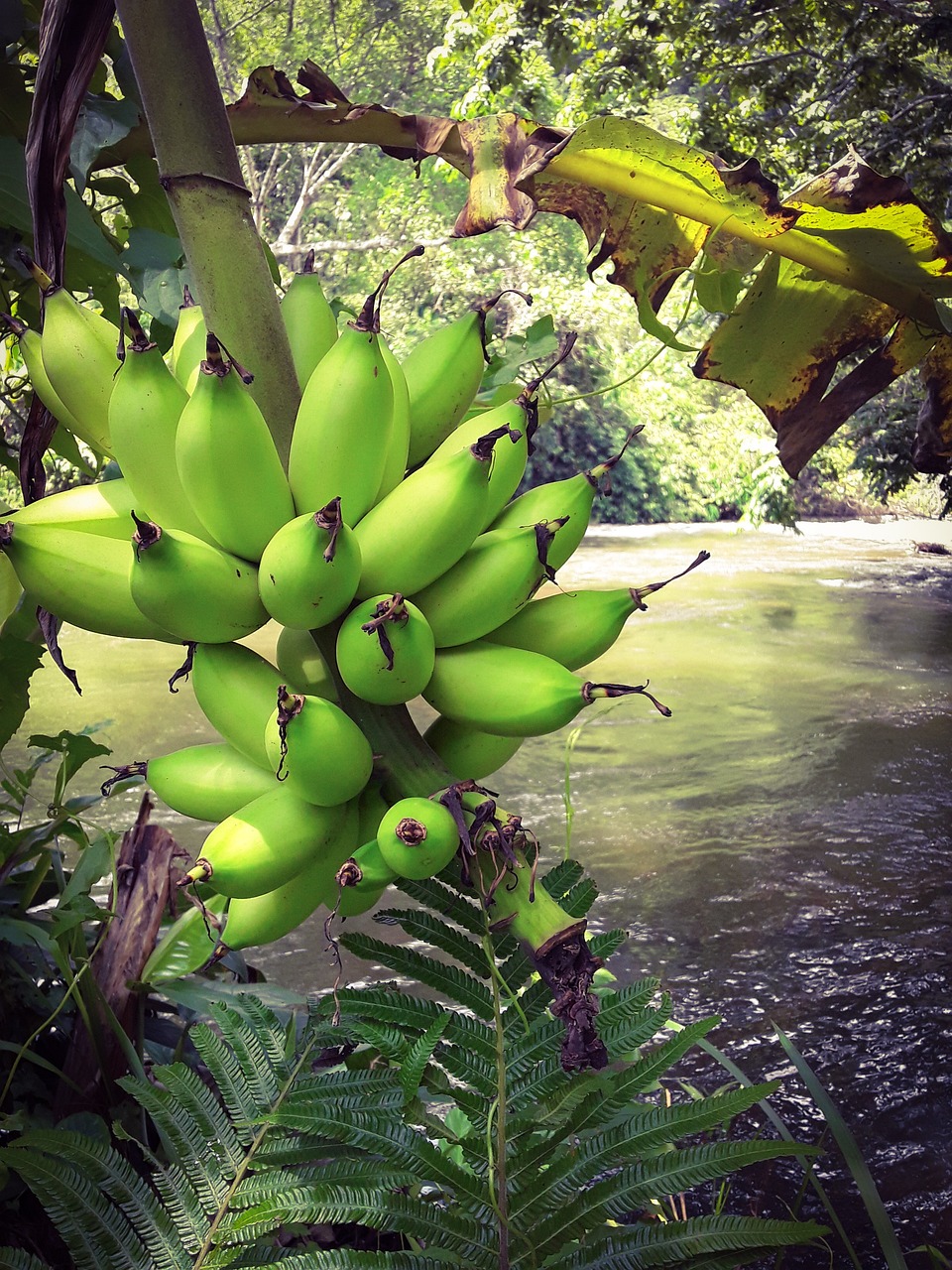 bananas, papua new guinea, river-4897703.jpg