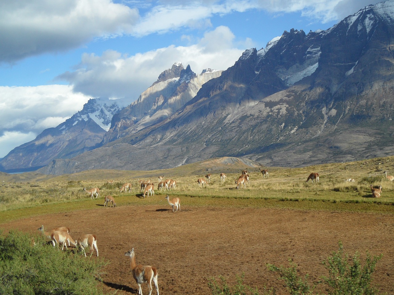 patagonia, alpacas, mountains-303342.jpg